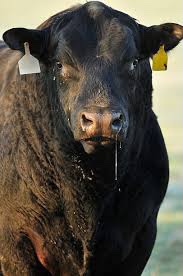 Koprivna Black Angus
